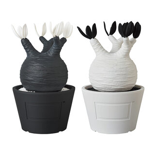 VCD Pachypodium Gracilius BOTANIZE セット BOTANIZEとのコラボで塊根植物をフィギュア化。VCD Pachypodium