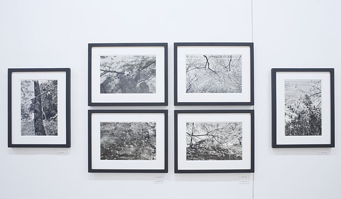 Lee Friedlander: Cherry Blossom Viewing (Part 2)
