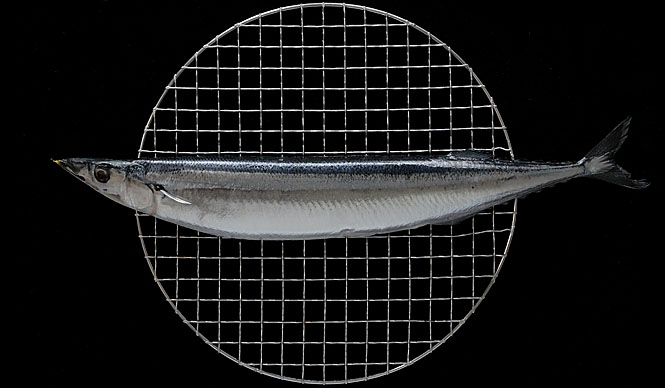 Part 41: Stories About "Eating" – Saury