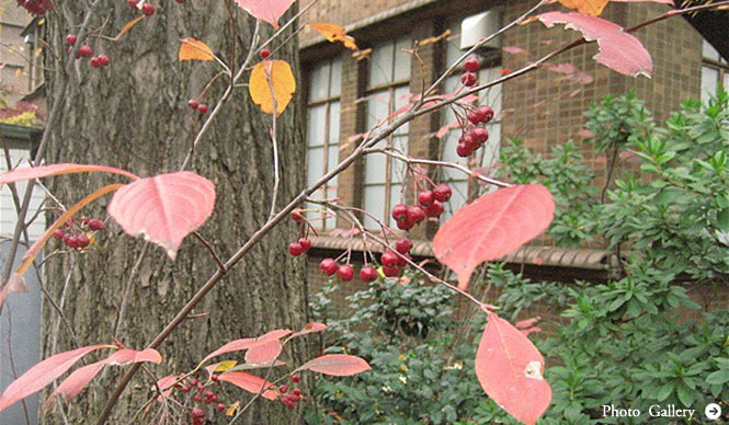 塚田有一│みどりの触知学 第3回：紅花 艶紅 うつし紅 そして笹紅（ささべに）