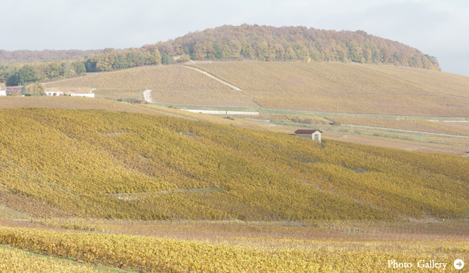 A Champagne Journey in France | Chapter 1 | Introduction & Bollinger