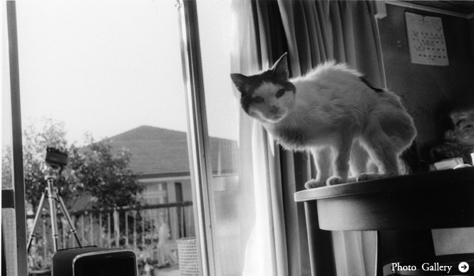 Rat Hole Gallery | Nobuyoshi Araki Exhibition 'Sentimental Journey, Spring Journey'