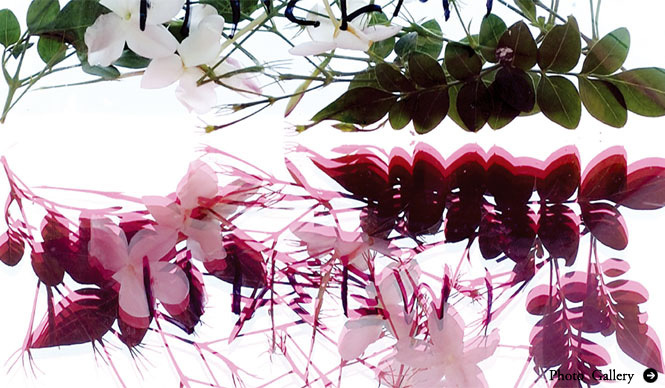 KORRES | "Korres Natural Products" born in Greece, a powerhouse of herbs.