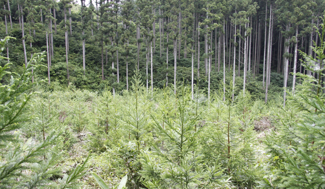 more trees | Participants Wanted! "Forest & Volunteer Tour" to be Held