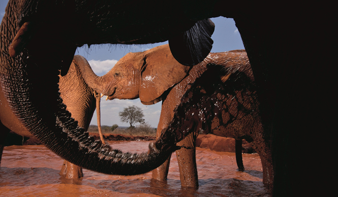 BOOK | The Wildlife Photographer: 10 Masters, A Selection of Masterpieces