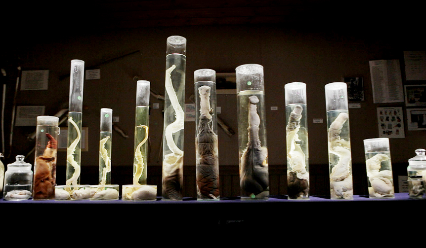 Iceland's 'Phallological Museum': A Close-Up Look at a Curious Spectacle | MOVIE Gallery