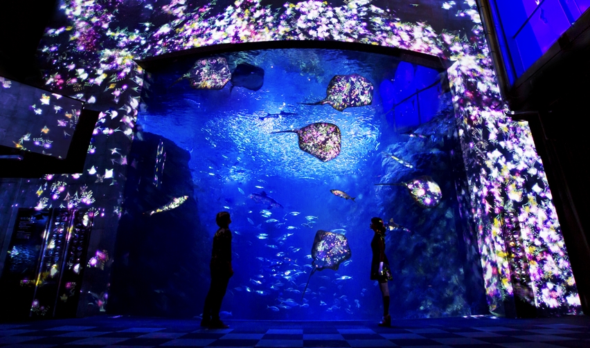 Enosui x teamLab Night Wonder Aquarium 2015 | ENOSHIMA AQUARIUM Gallery