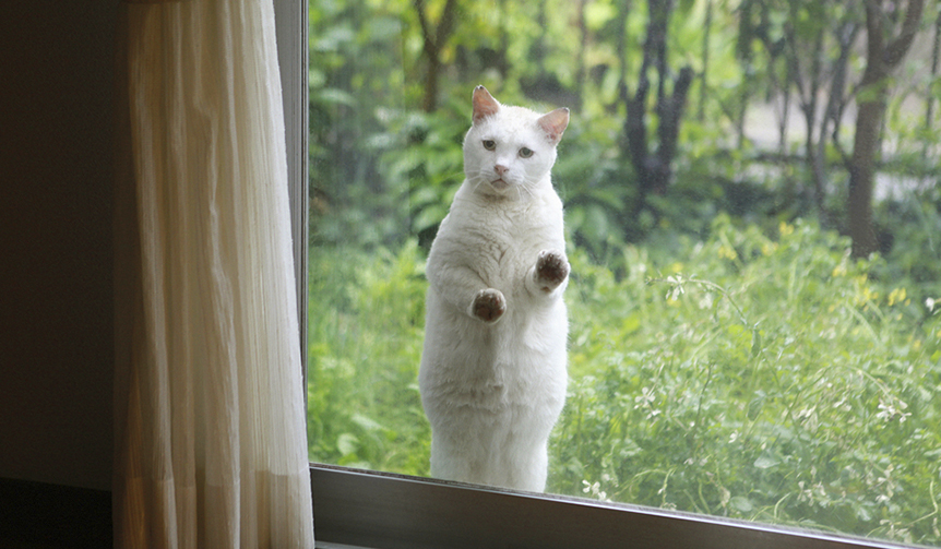 Photo Exhibition "Wherever You Go, There Are Cats and Dogs" Held | ART Gallery