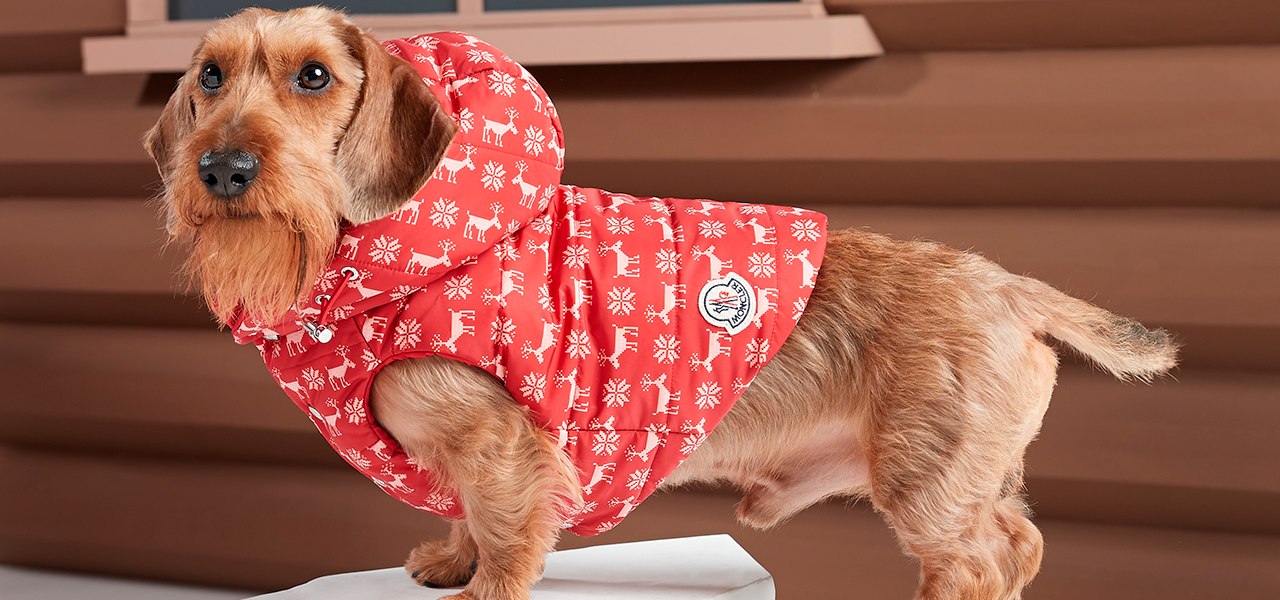 Premium Down for Your Canine Companion: Moncler Poldo Dog Couture | MONCLER