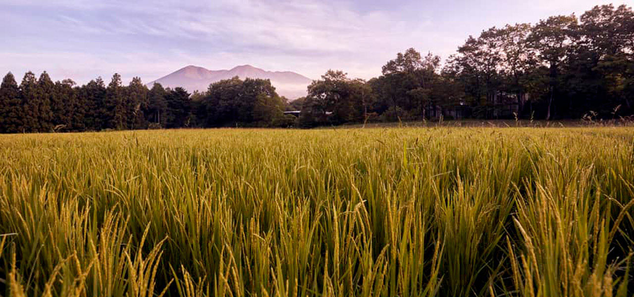 Hoshino Resorts Risonare Nasu opens "Rice School" to convey the appeal of rice cultivation | TRAVEL