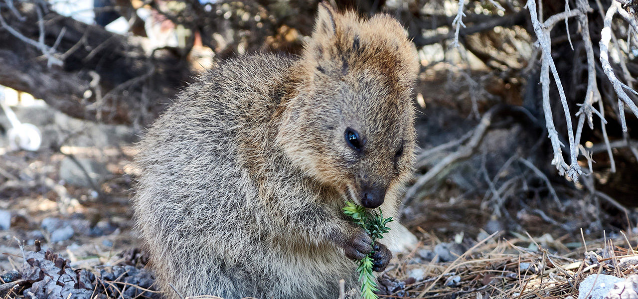 Falling for the World's Happiest Animal, the Quokka, on Rottnest Island | TRAVEL