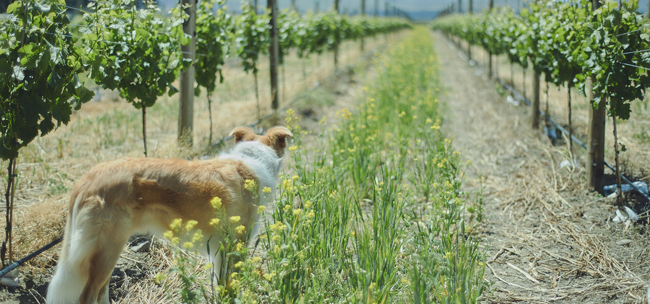 Visiting Japanese Winemakers in New Zealand's Premier Marlborough Region | TRAVEL