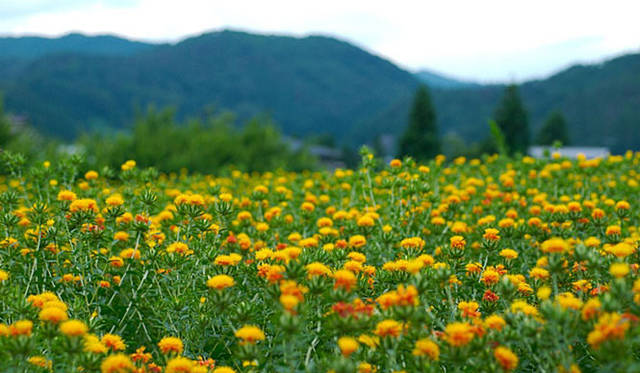 塚田有一│みどりの触知学　紅花 （伊勢半本店 提供）