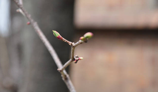 塚田有一│みどりの触知学｜丸葉の木の新芽（東京大学先端科学技術研究センター）