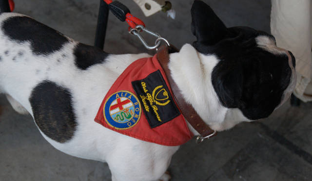 <b>Alfa Romeo 1910-2010｜アルファ ロメオ100周年イベント</b><br />かわいいフレンチブルドッグ犬も、アルファエンブレム入りのバンダナをつけ、愛するアルファ ロメオの100周年を祝賀していた？