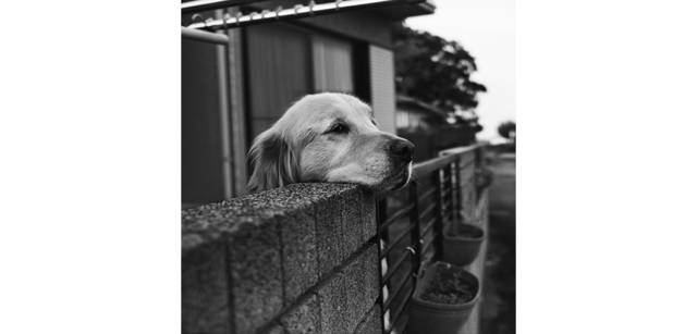 <strong>写心気 047</strong> Photo by 立木義浩