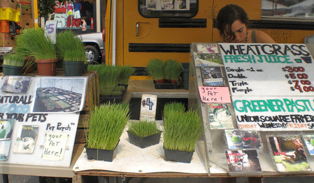 <strong>Munemi｜Munemi meet Rajaa Chbani</strong>　WheatgrassとWheatgrass juiceのスタンド。