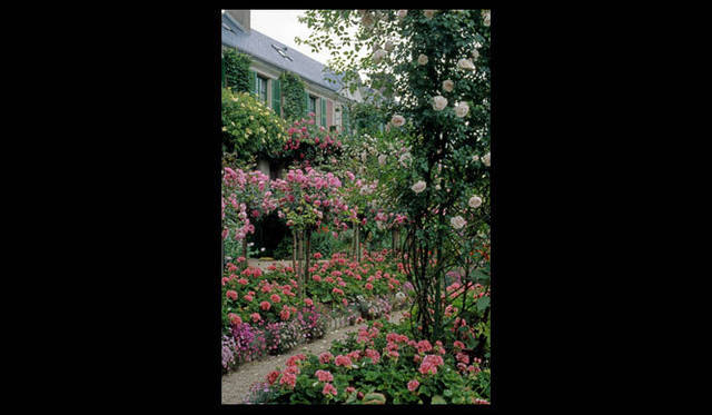 <strong>carnet de jardin｜松永 学</strong>　バラの根元にゼラニュームが咲き乱れる