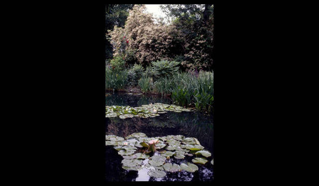 <strong>carnet de jardin｜松永 学</strong>　漂流する睡蓮