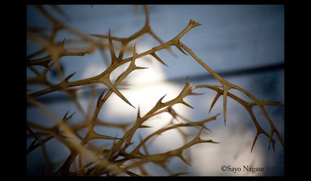 <strong>Bouquet×永瀬沙世写真展 『A TREE』</strong>