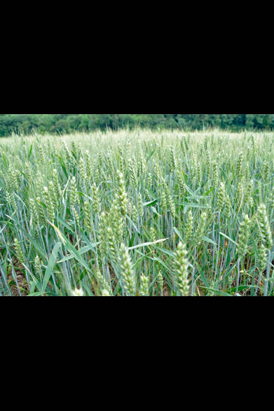 <strong>carnet de jardin｜松永 学</strong> 麦の季節が終っても