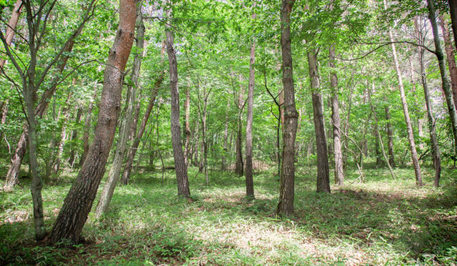 The forest as seen from the picnic lunch area. The forest, mainly comprising larch, red pine, and birch, is now very bright thanks to thinning that allows sunlight to reach the ground. A serene landscape unfolds, inviting a picnic.