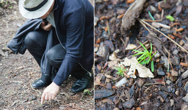 On the path to the spring, Sakamoto paused, looking down. "Larch saplings. There are many of them."