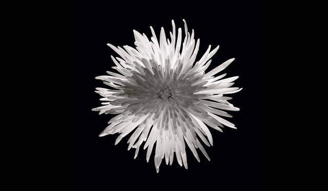 <strong>ART｜TOKYO PHOTO 2012 Recommended by Tomohiro Harada, Director of TOKYO PHOTO</strong> CAMERA WORK Gallery (Berlin) Jean-Baptiste Huynh, Chysanthème, Japan, 2003 © Jean-Baptiste Huynh / Courtesy CAMERA WORK Gallery, Berlin