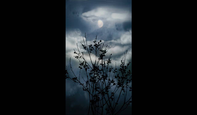 <strong>ART｜TOKYO PHOTO 2012 Recommended by Tomohiro Harada, Director of TOKYO PHOTO</strong> Danziger Gallery (New York) Susan Derges. Moon and Alders. 2011