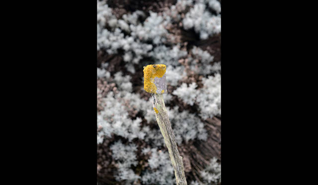 <strong>carnet de jardin｜Manabu Matsunaga</strong> Moss as Paint