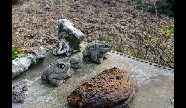 <strong>carnet de jardin｜Manabu Matsunaga</strong> Frog