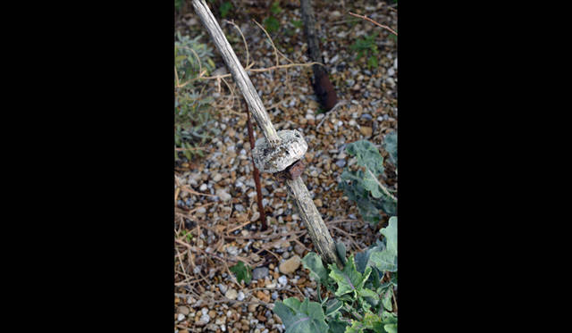 <strong>carnet de jardin｜Manabu Matsunaga</strong> A Play of Holes 2