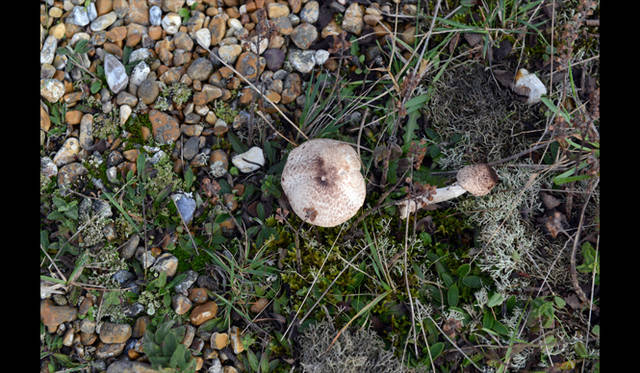<strong>carnet de jardin｜Manabu Matsunaga</strong> Mushroom
