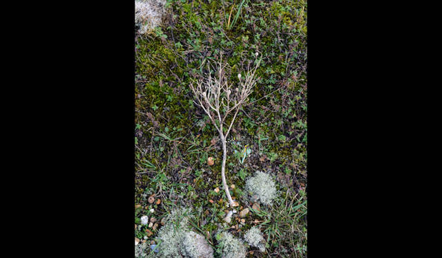 <strong>carnet de jardin｜Manabu Matsunaga</strong> Torn by the Wind