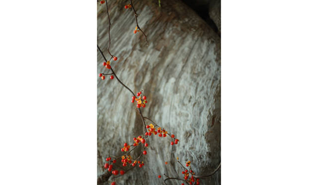 <strong>ART｜『plantica_Nomadic』 Exhibition</strong>