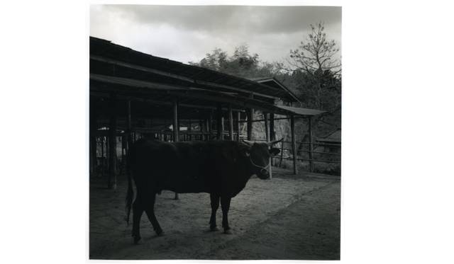 <strong>ART｜村越としや写真展『木立を抜けて』</strong>　「木立を抜けて #13」2009年 ゼラチン・シルバー・プリント　Courtesy of Taka Ishii Gallery