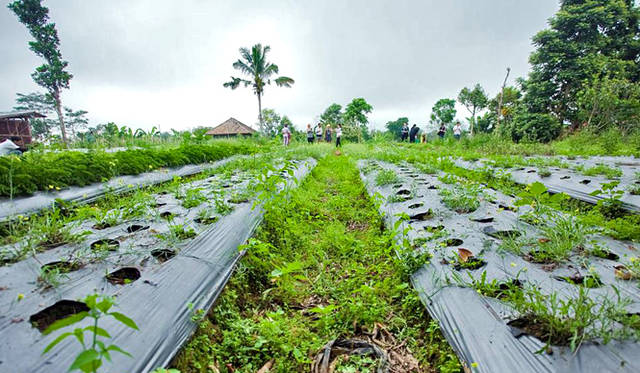 バリ島における有機野菜の名産地、ブドゥグル高原にあるグデさんの農場
