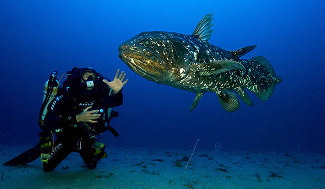 ブランパンの支援によりおこなわれている古代魚シーラカンスを研究する「ゴンベッサ・プロジェクト」