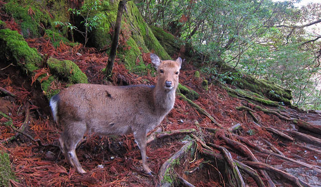 屋久島にはニホンジカの亜種である「屋久シカ」が生息する