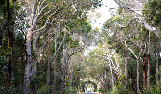 <br />In Margaret River, the forest scenery, including eucalyptus known as "karri," continues, making for enjoyable drives