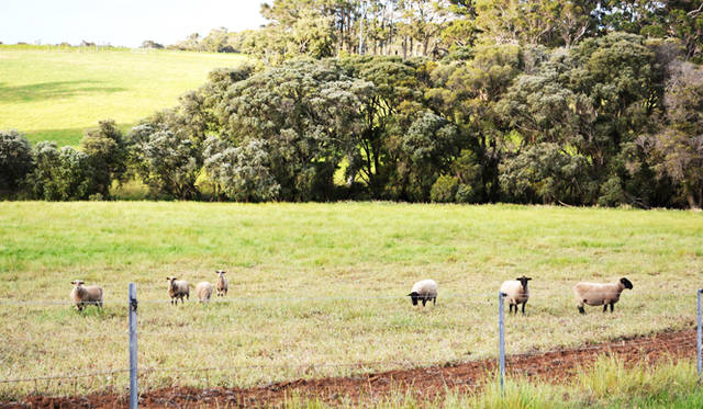 <br />Idyllic farmland landscapes also stretch out, with many sheep