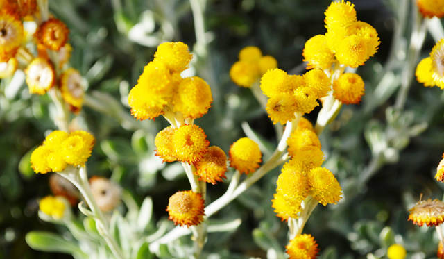 <br />The season for native Australian wildflowers is from early July to mid-December