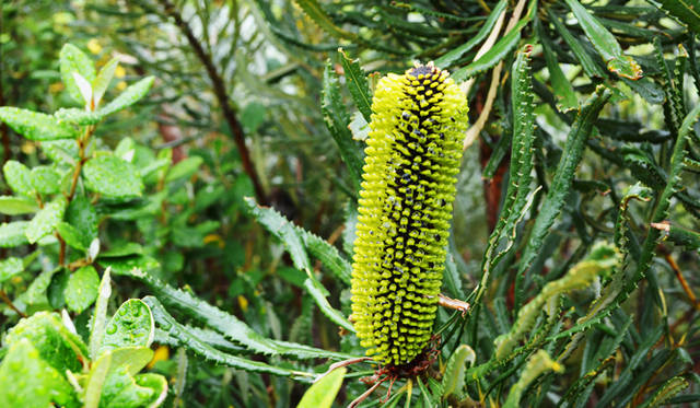 <br />A species of Banksia, a native plant