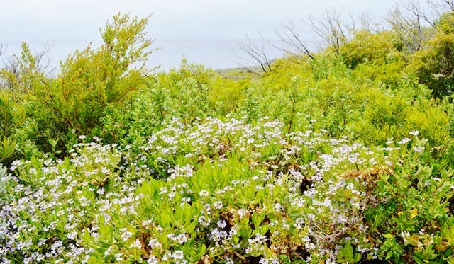 <br />Delicate wildflowers