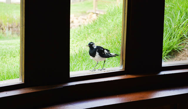 <br />Wild birds are a natural enemy that eats grapes, but they are still cute