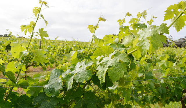 <br />In the Southern Hemisphere, where seasons are reversed, grape harvesting typically occurs from February to May