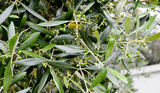 <br />There is a relaxing terrace outside the tasting room, surrounded by olive trees