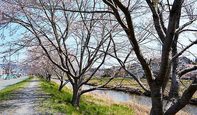 桜がほころび、再び一年を迎える。今年もまたみんなに会いにいこう