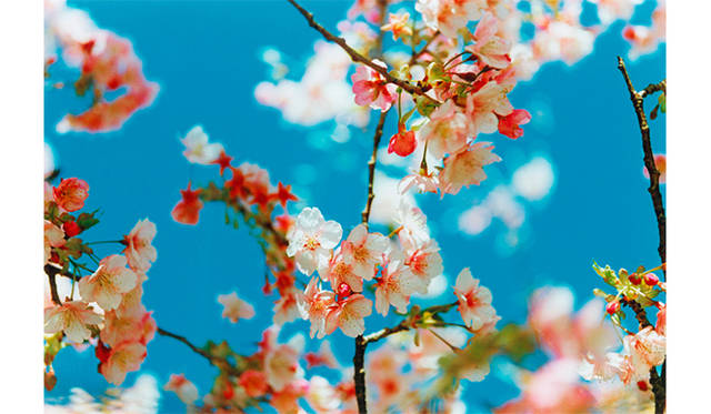 蜷川実花 Acid Bloom<br>© mika ninagawa, Courtesy Tomio Koyama Gallery