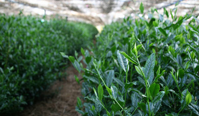 <strong>BEIGE Alain Ducasse Tokyo</strong><br />"Collection Beige" Vol. 1 "Spring Collection" Japanese teas carefully selected by "Sakurai Tea Laboratory" for desserts. The premium Gyokuro is a blend of "Saemidori," "Tsuyuhikari," "Okumidori," and "Yabukita" from Hoshino Village, Yame City, Fukuoka Prefecture. The Matcha is "Asahi" from Uji, Kyoto, using a single variety of Matcha, which is usually blended from several types.